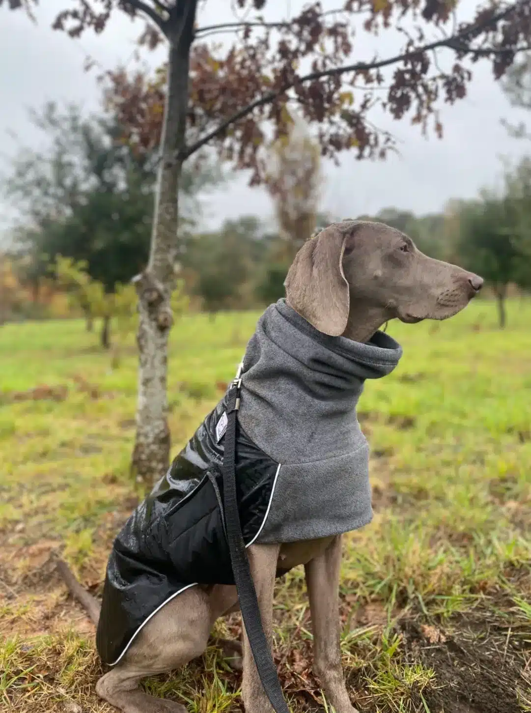 A dog in a coat sitting on green grass, looking content and relaxed.