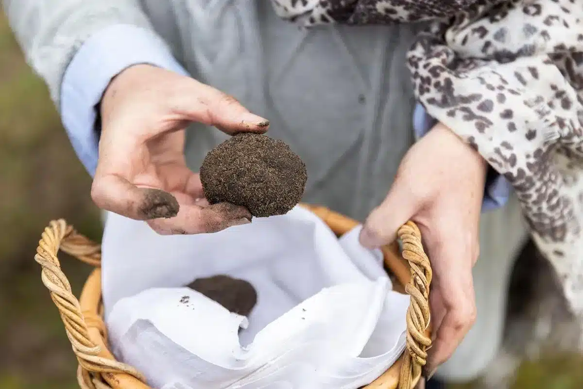 A woman holds a basket containing two black truffles.