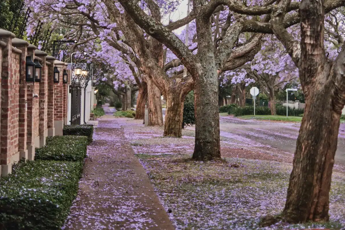 A row of vibrant purple trees stands in front of a textured brick wall, creating a striking visual contrast.