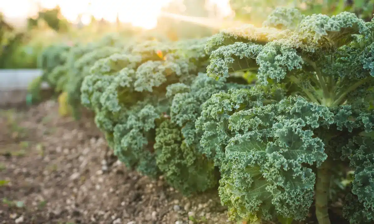 A sunlit field filled with vibrant green kale plants growing abundantly.