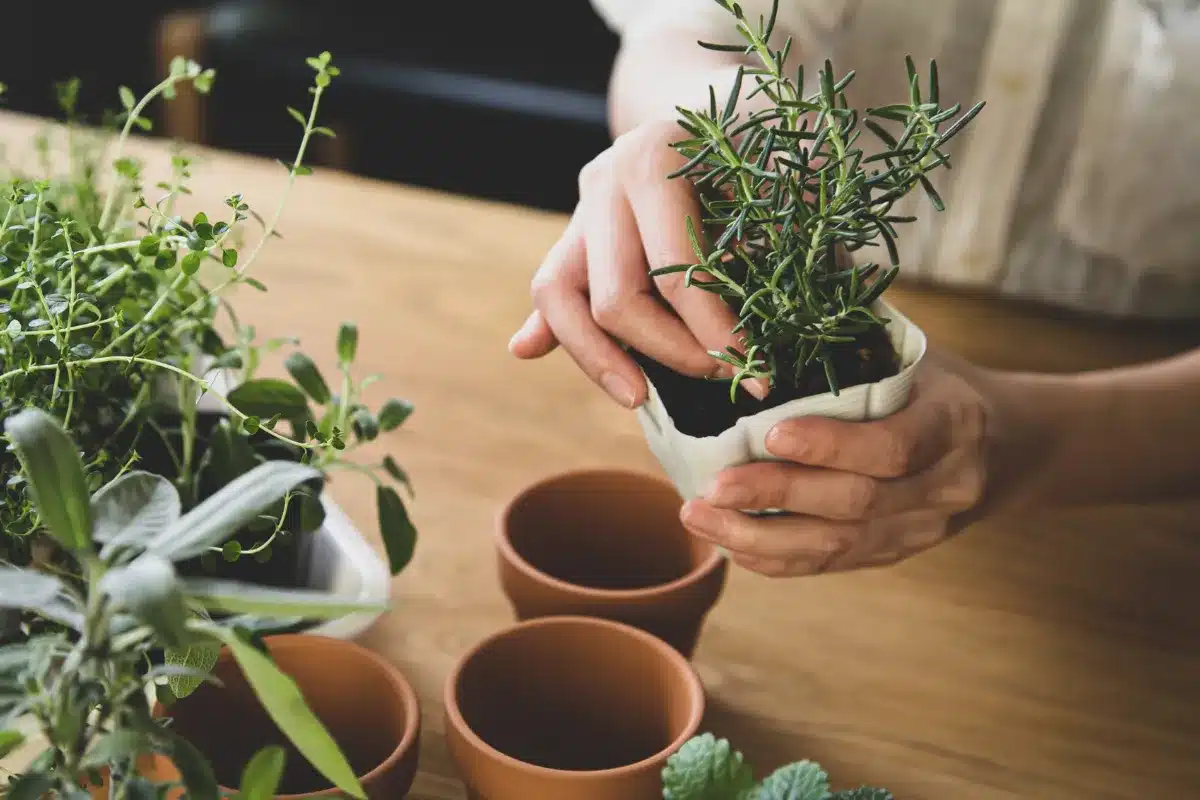 A person holds a potted plant, showcasing greenery and a nurturing gesture.