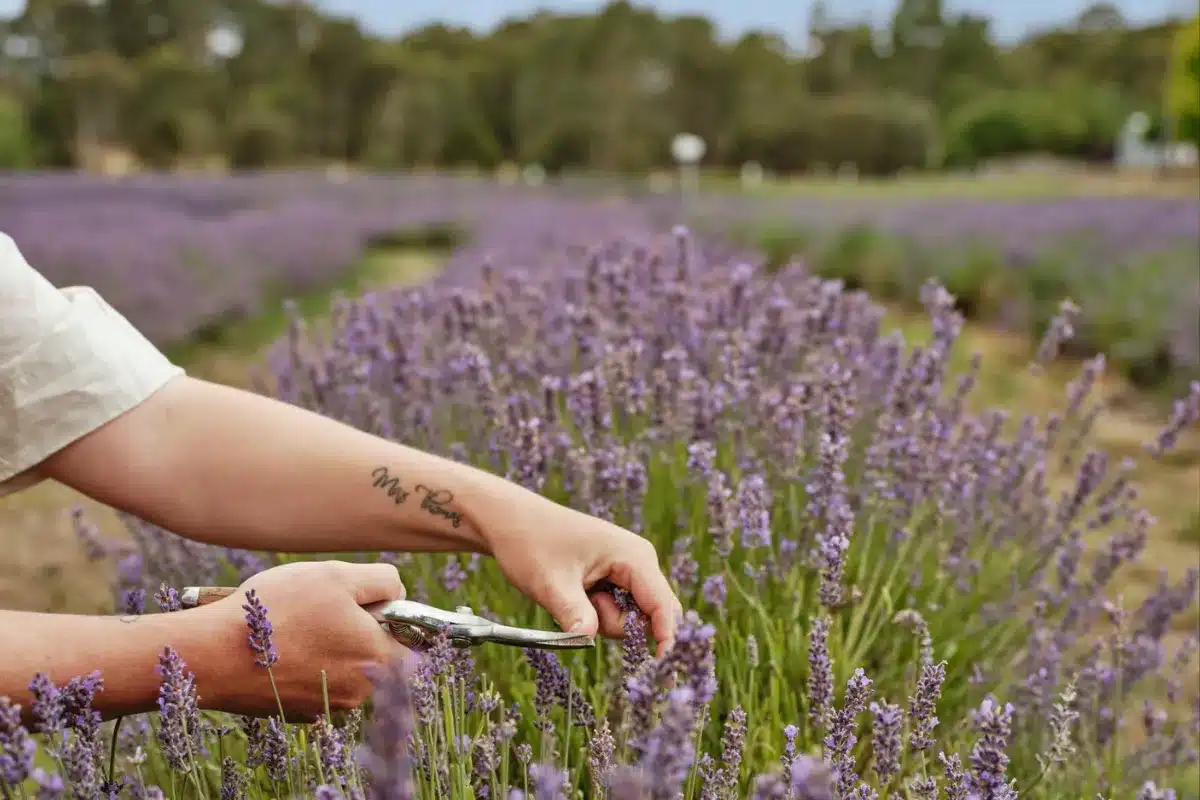 A person using scissors to cut fresh lavender flowers in a garden setting.