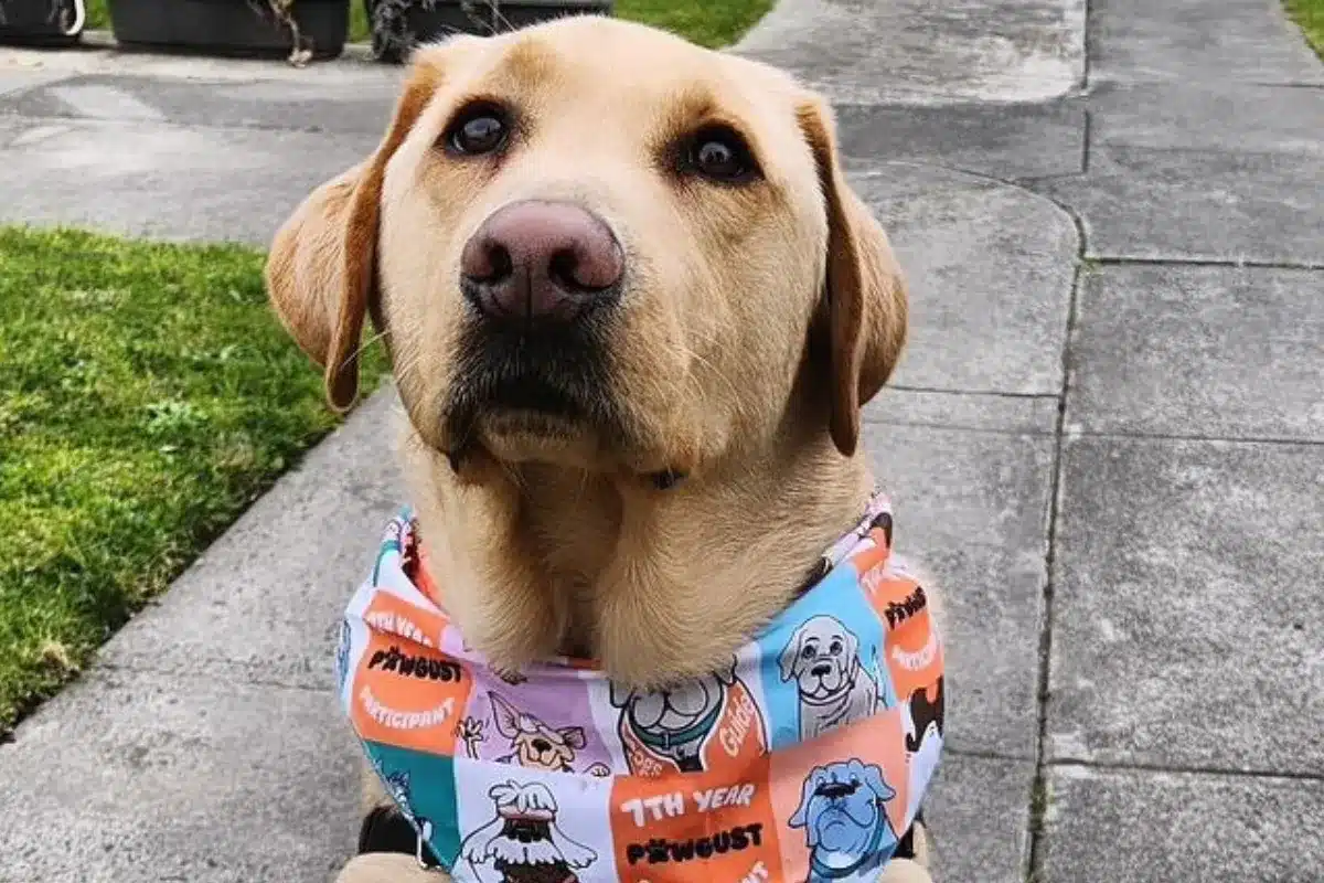 A dog wearing a vibrant bandana sits on the sidewalk, looking curiously at its surroundings.