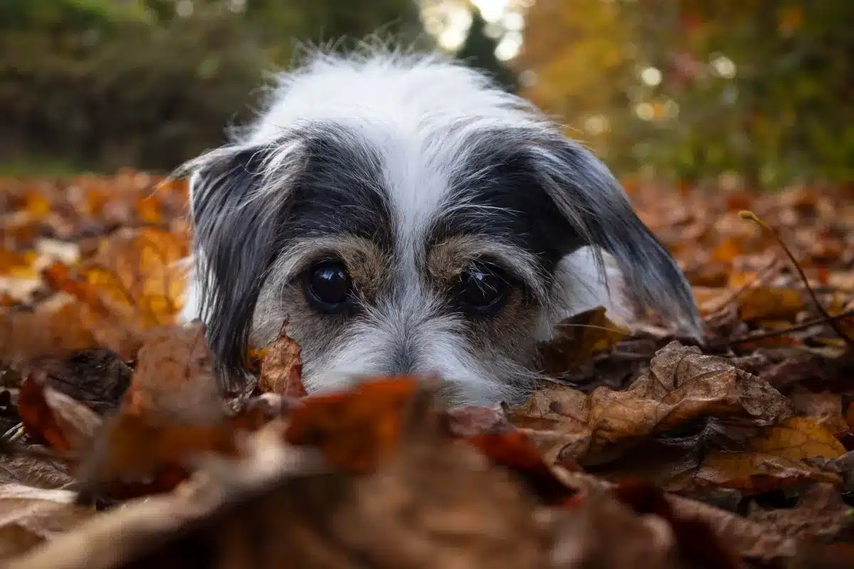 A small dog rests on the ground, surrounded by colorful autumn leaves.