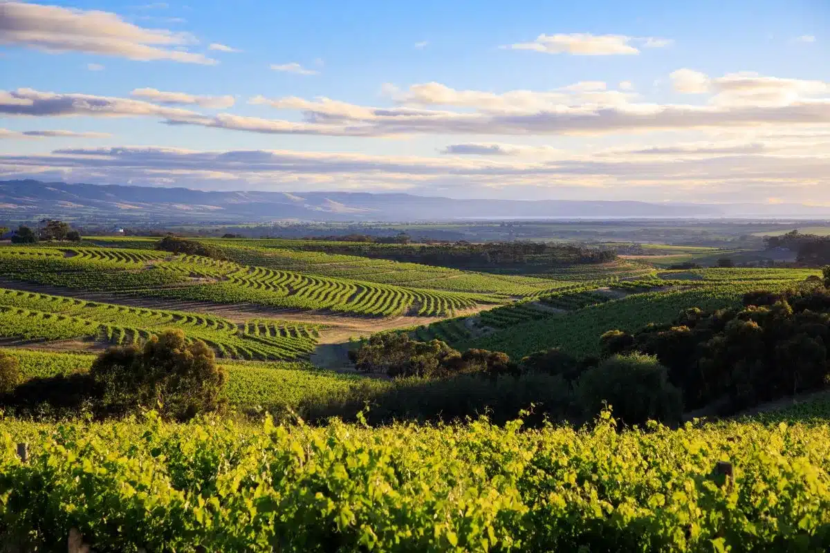 A scenic vineyard field with lush grapevines and a majestic mountain rising in the background.