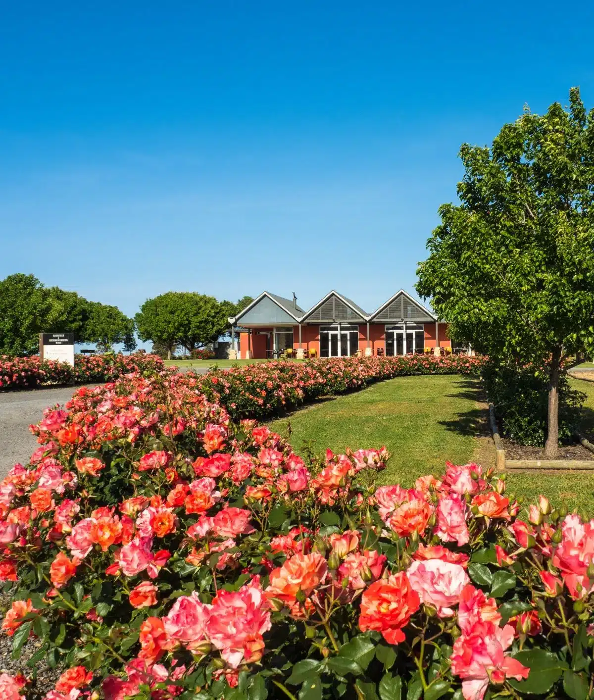 Rose bushes at a winery.