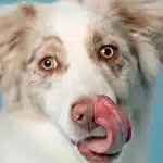 Australian shepherd dog with its tongue out, displaying a playful and cheerful expression.