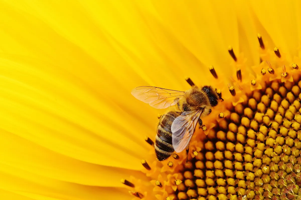 Bee perched on yellow flower.