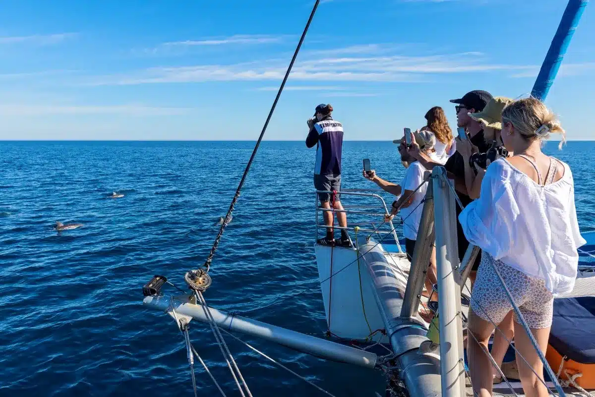 Dolphin watching on Temptation Sailing.