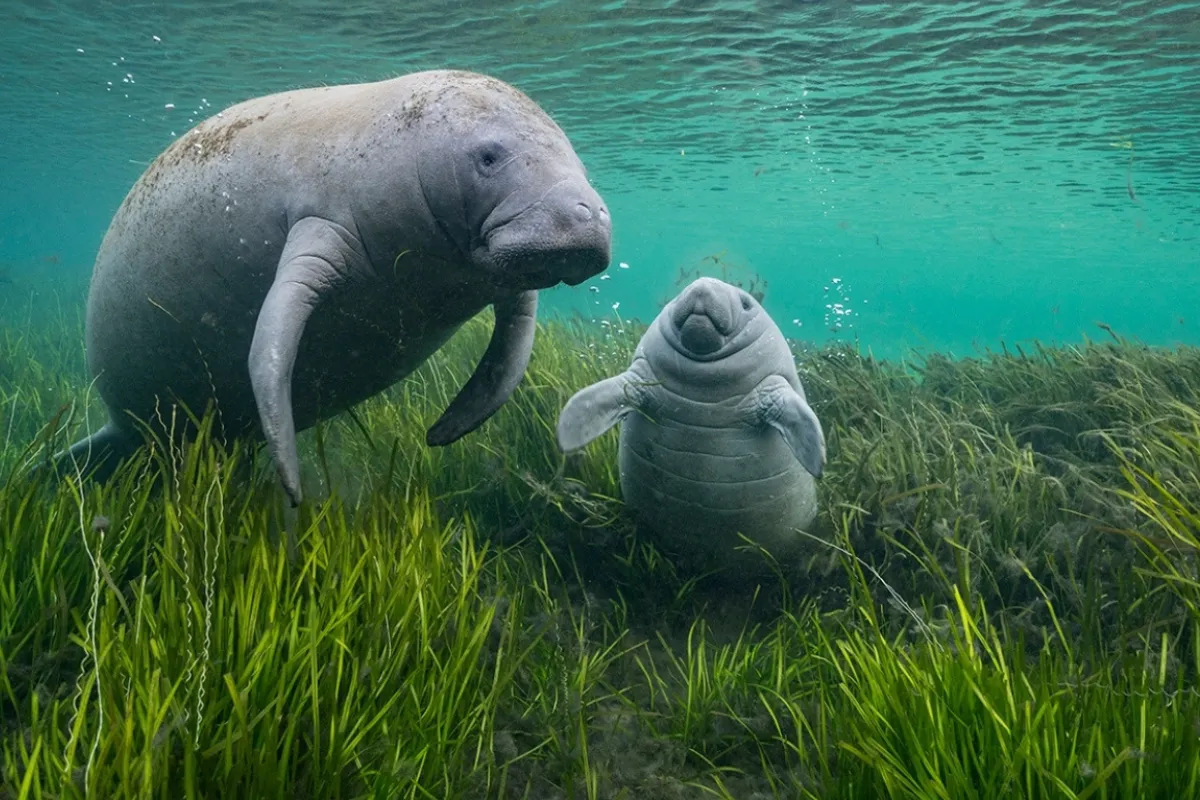 Two manatees swim gracefully in clear water, surrounded by lush green grass.