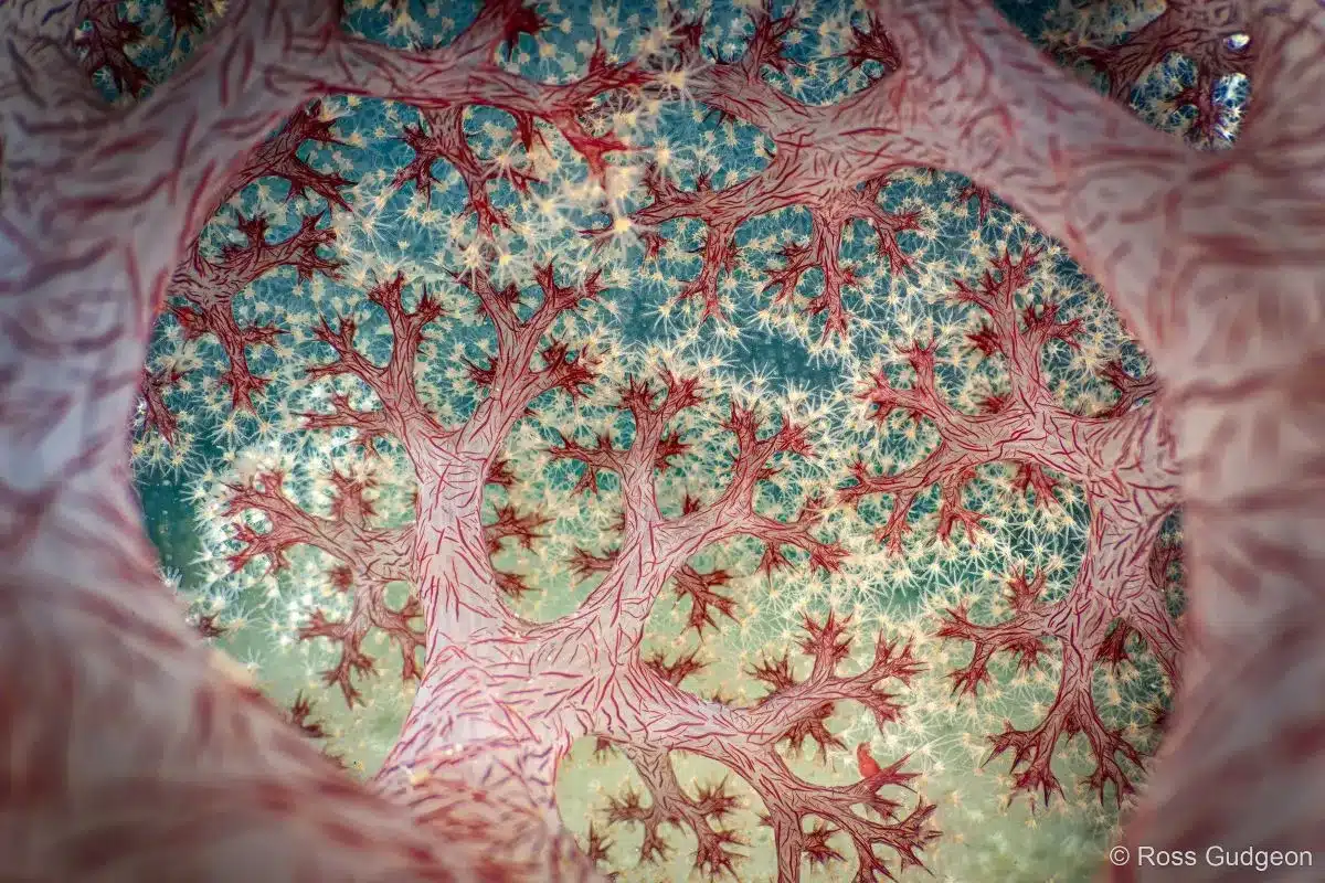 Fractal Forest © Ross Gudgeon-watermarked