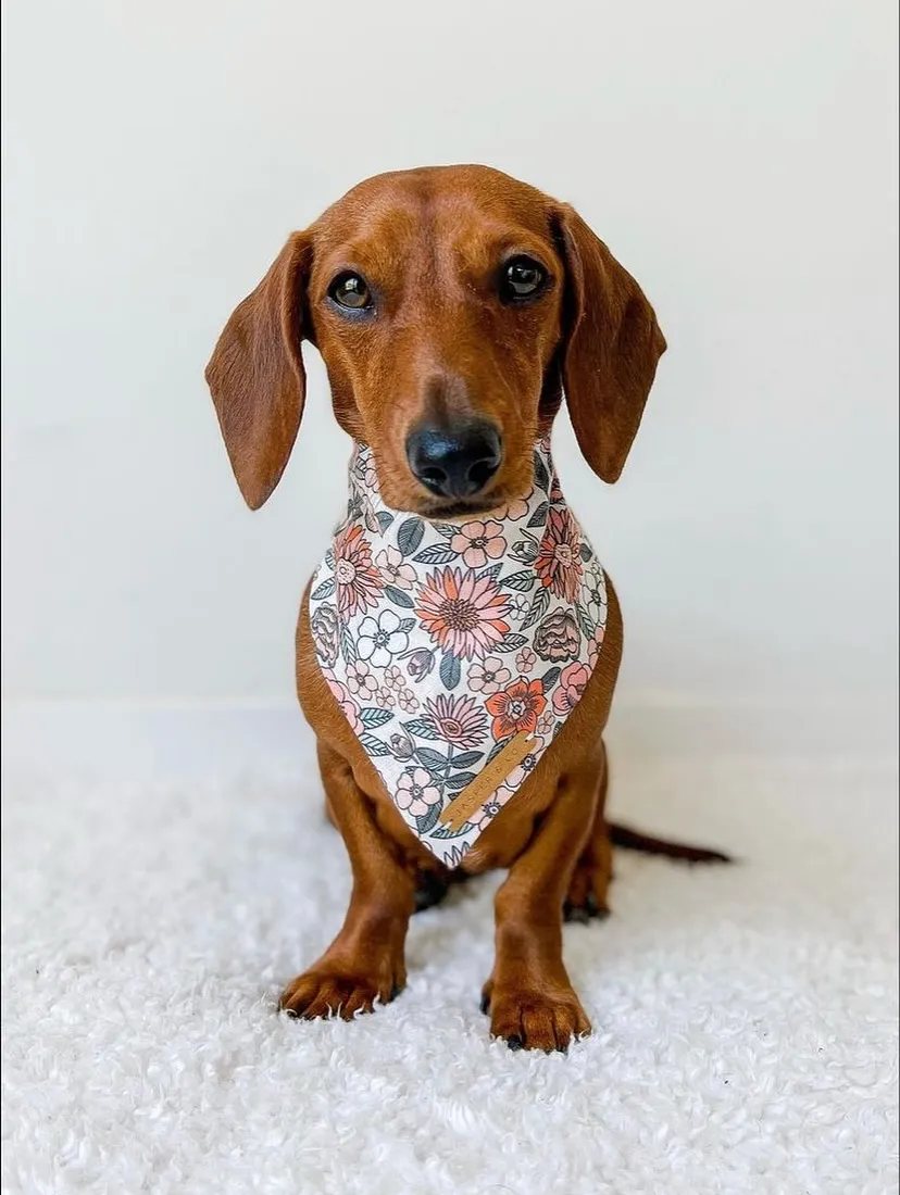 A dachshund wearing a colorful floral bandana, sitting attentively with a playful expression.