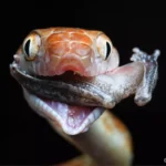 A snake with its mouth open and tongue extended, poised as if ready to strike or sense its surroundings.