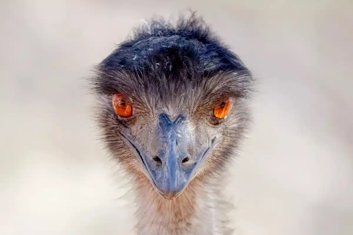 An emu with striking orange eyes gazes directly at the camera, showcasing its unique features and curious expression.