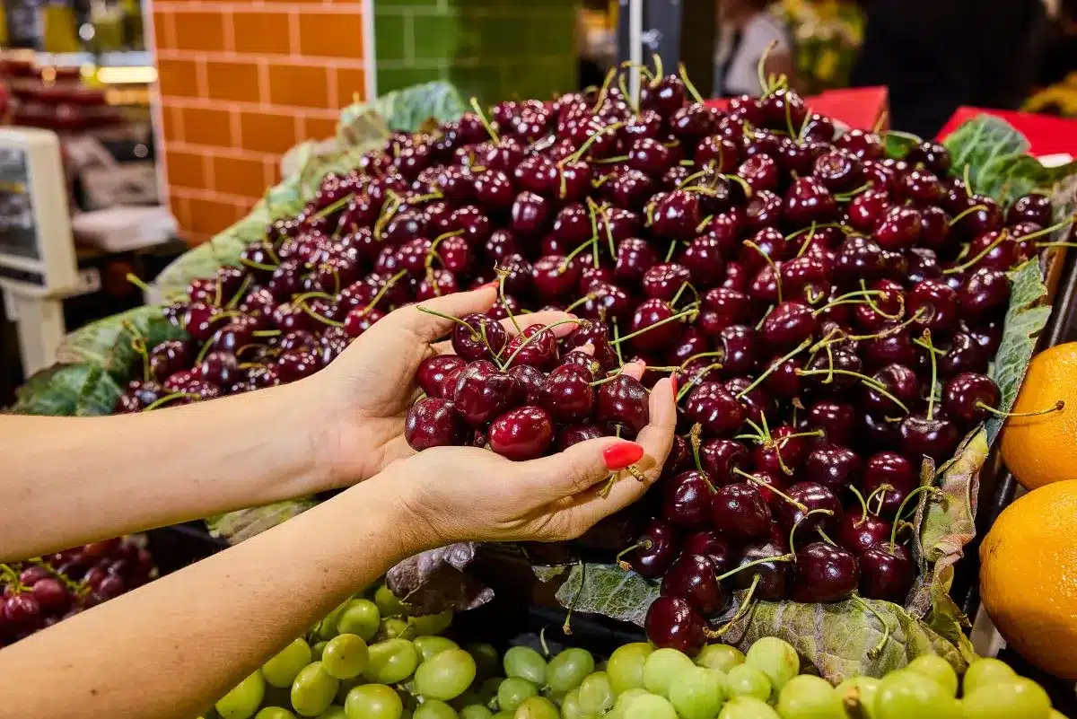 Hand holding cherries.
