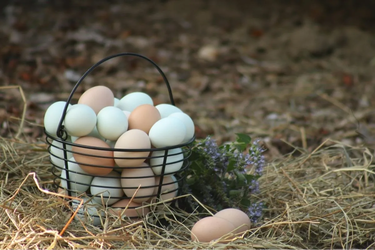 A basket of different colour eggs freshly picked in a barn