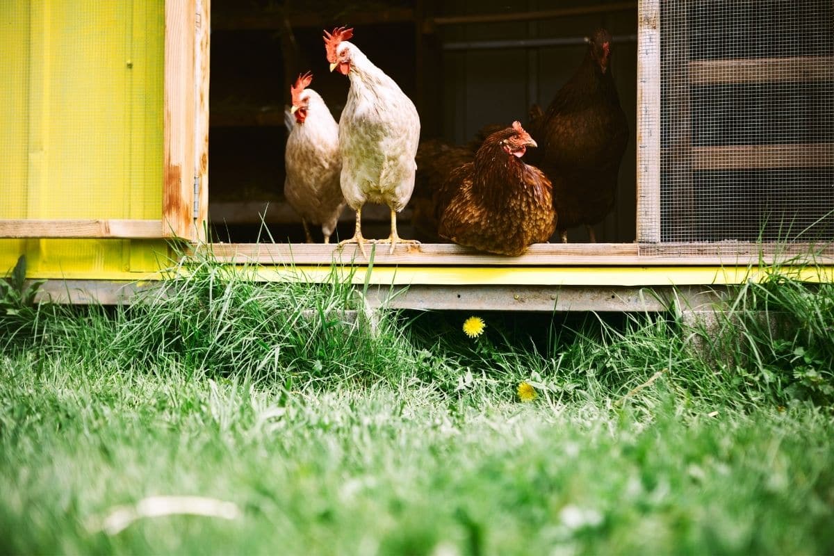 Three chickens sit and stand in a barn doorway looking out onto a lawn