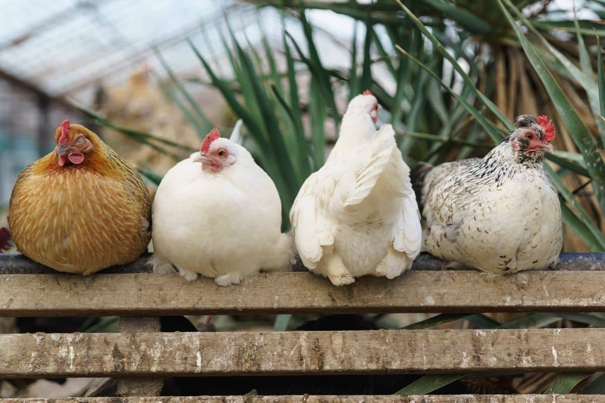 Four chickens sitting closely together on a weathered wooden bench in a garden.