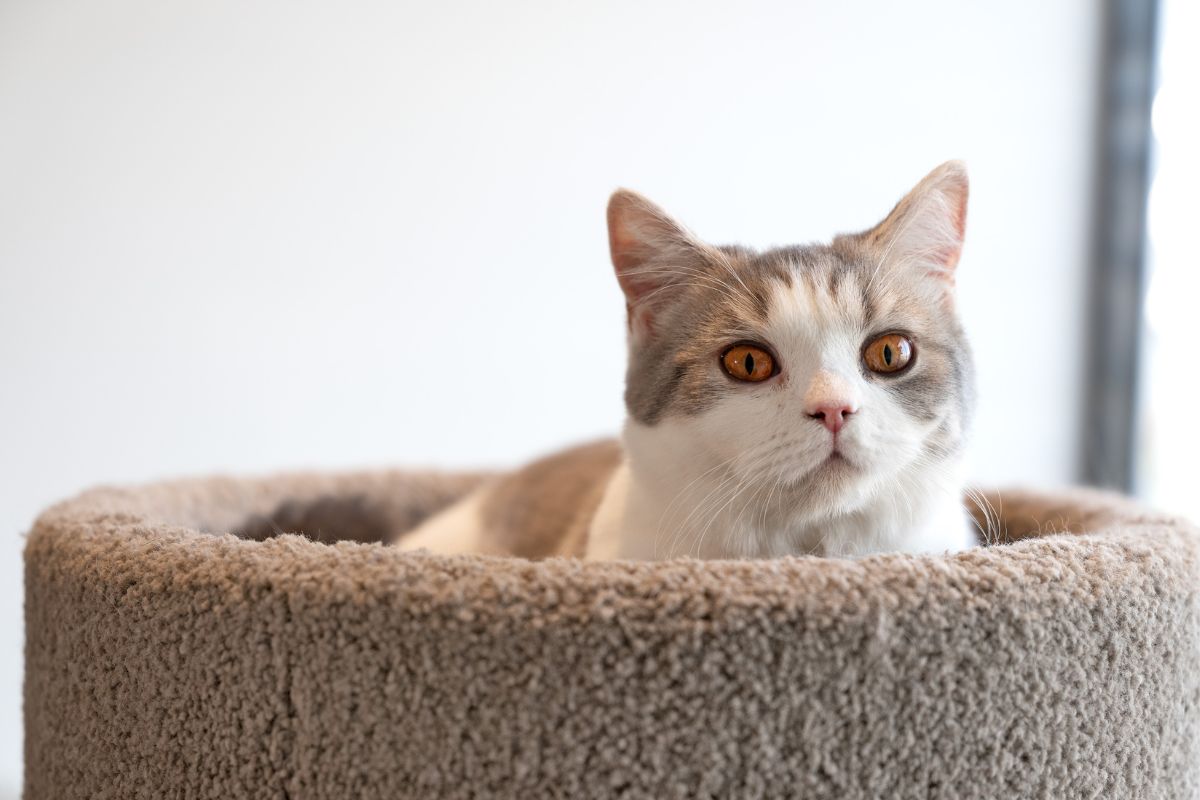 Cat in a basket. Beau's Pet Hotel.