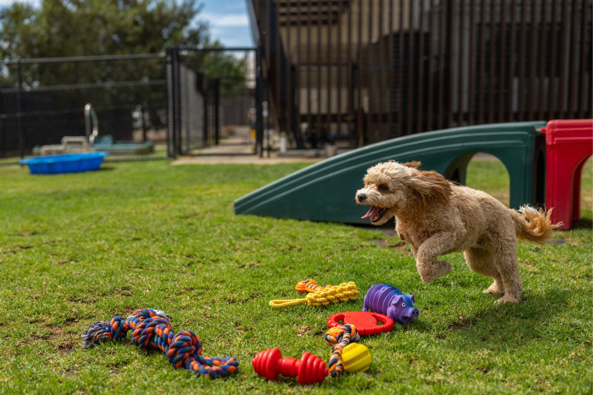Dog running in a garden filled with toys for Beau's Pet Hotel.