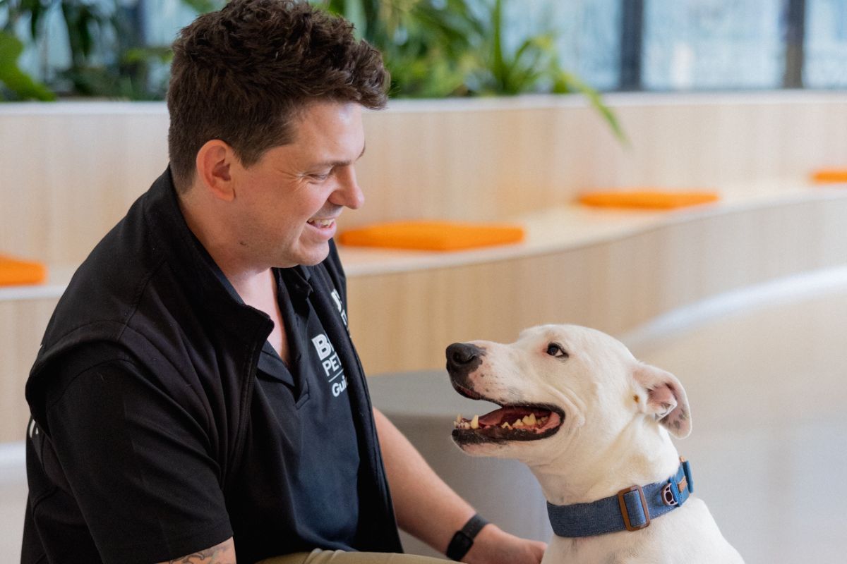 Beau's Pet Hotel greets a guest dog, Adelaide.