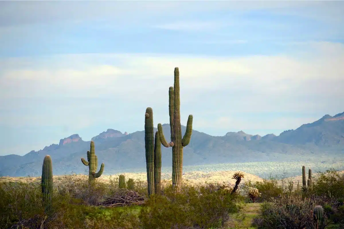 Alex Frayne photograph -  cacti. 