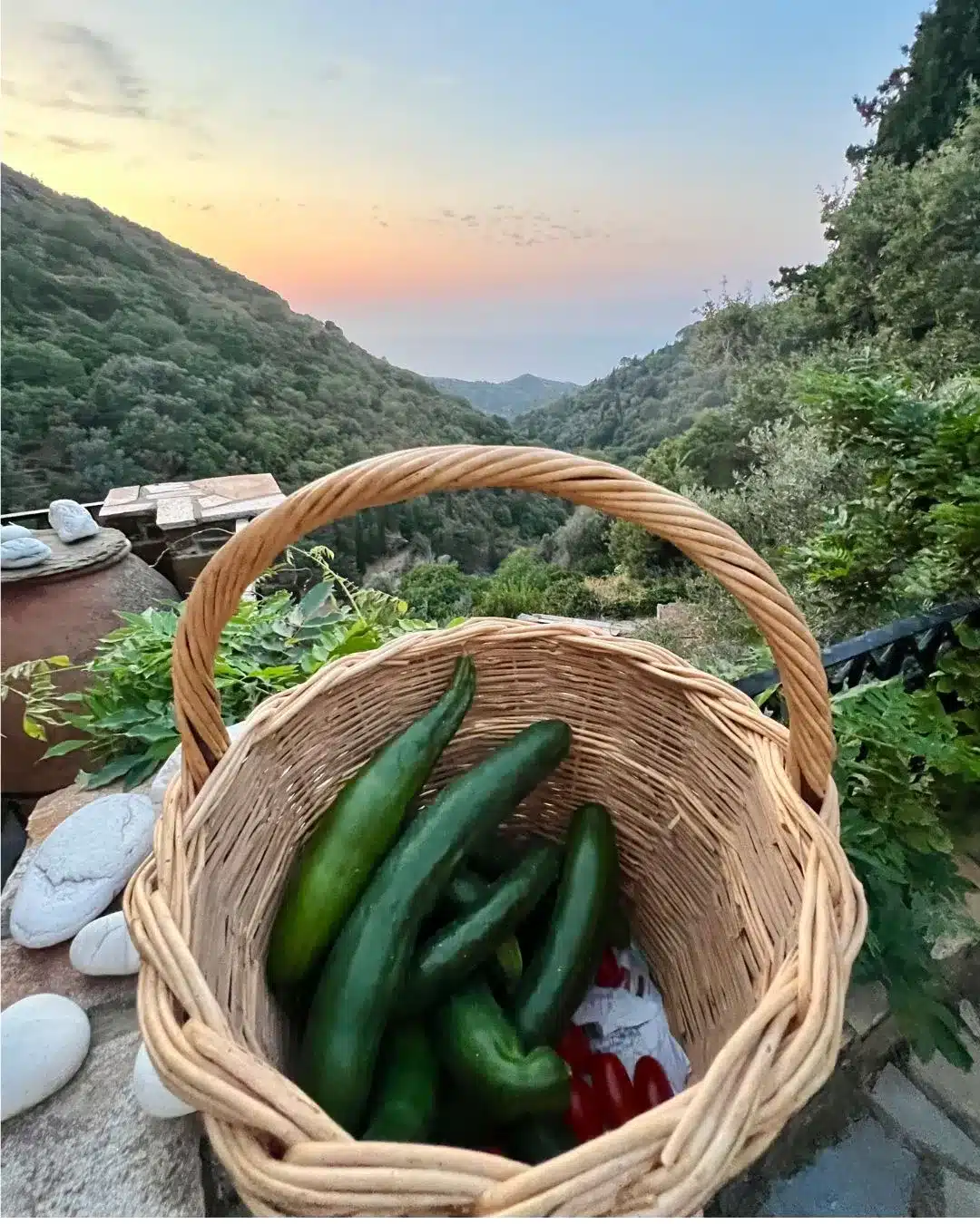 A basket of zucchinis with mountain and sunset in the background. 