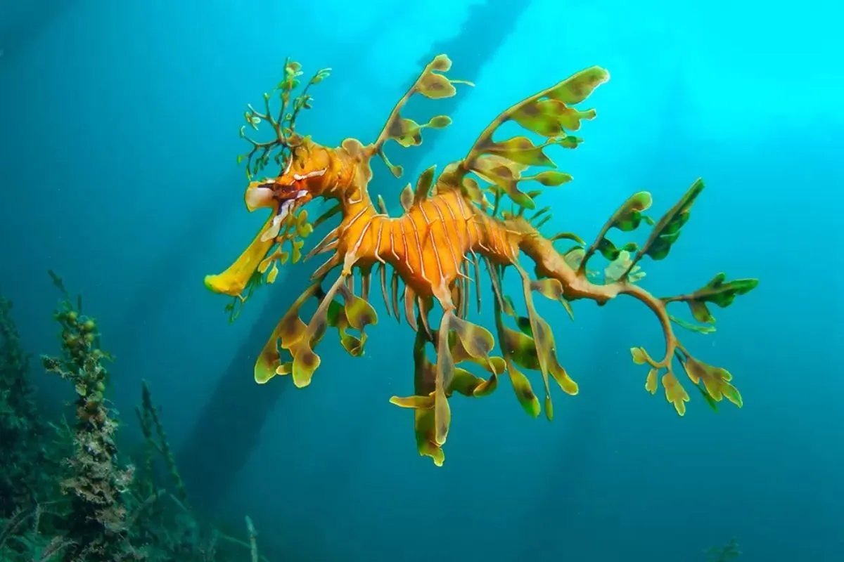 Leafy sea-dragon in waters at Rapid Bay, South Australia.