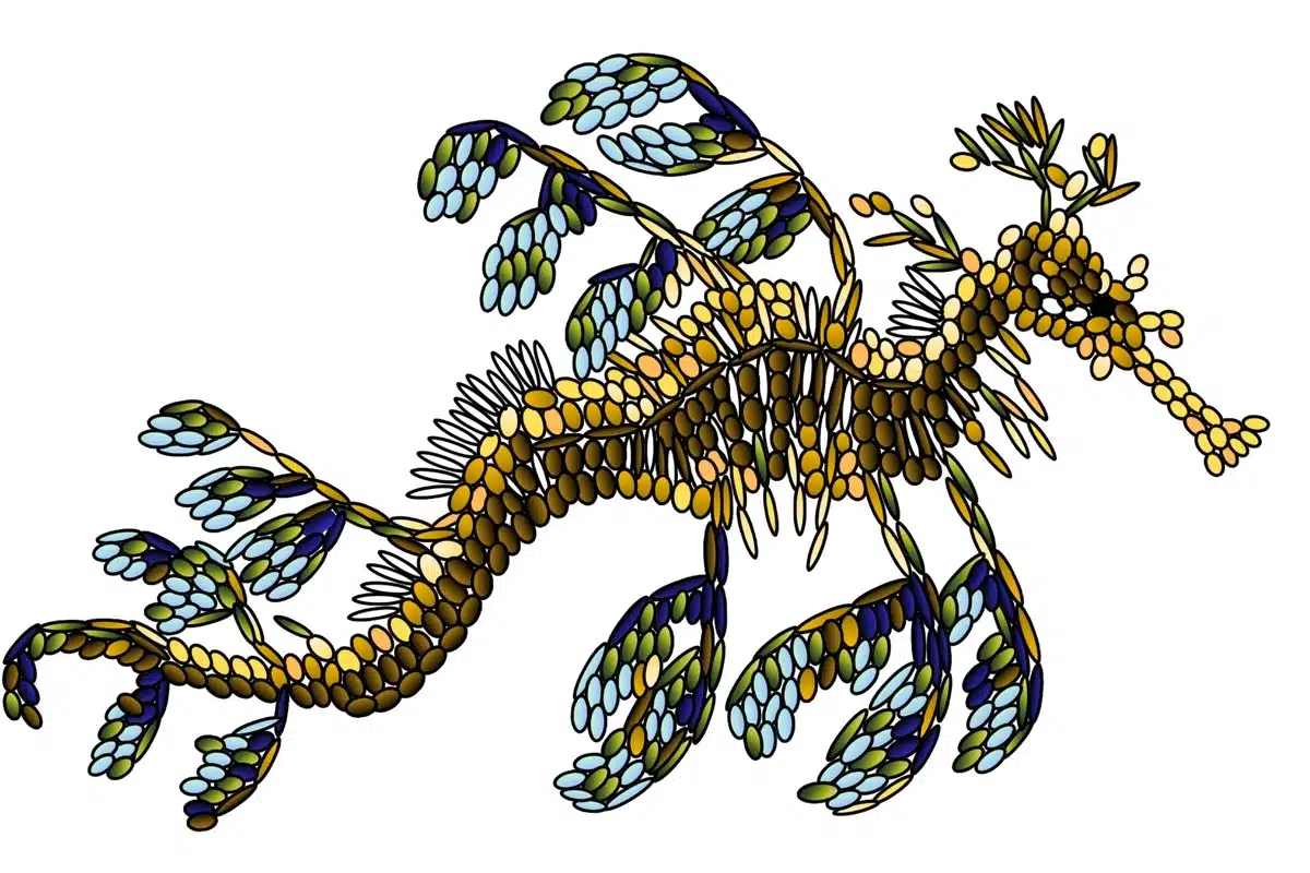 Emma Hack leafy sea dragon artwork.