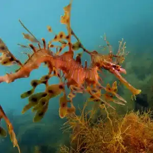 Leafy see dragon