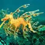 South Australian leafy dragon.