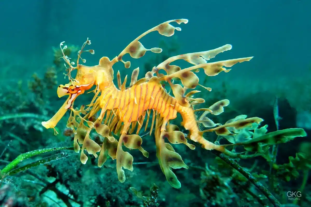 South Australian leafy dragon.