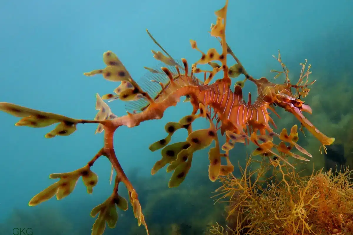 Leafy sea dragon in South Australian waters.