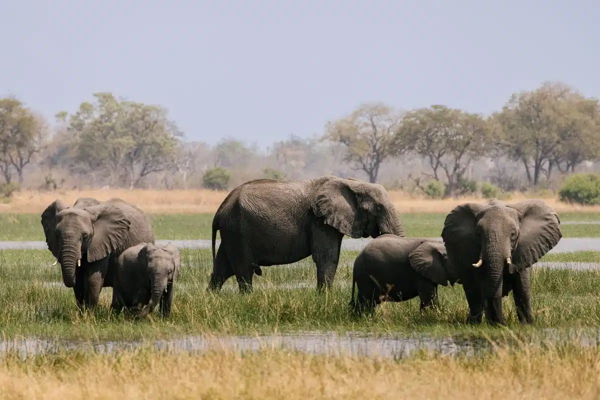 Elephants in Africa, photographed by Kate Paneros.