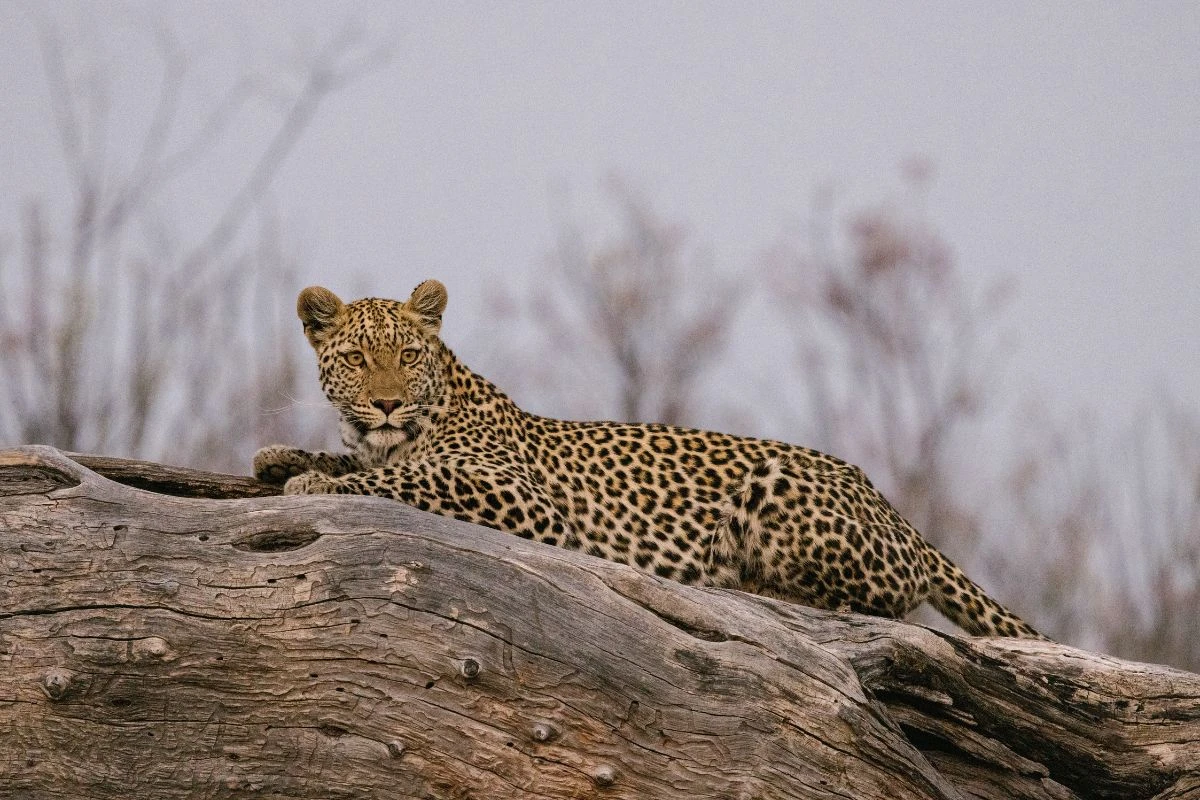 Leopard in Africa photographed by Kate Paneros.