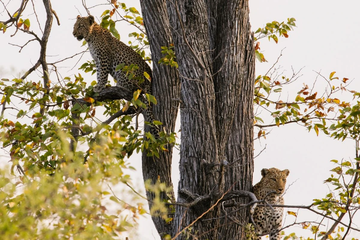 Leopards in a tree in Africa photographed by Kate Paneros.