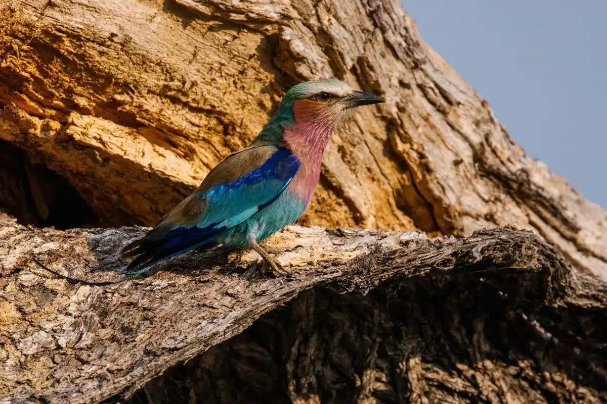Lilac-Breasted Roller in Africa photographed by Kate Paneros.