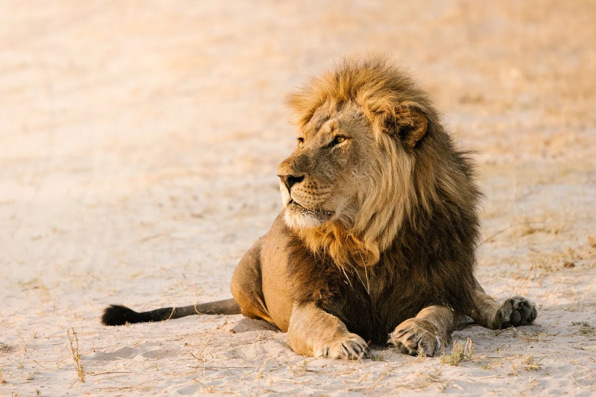 Lion in Africa photographed by Kate Paneros.