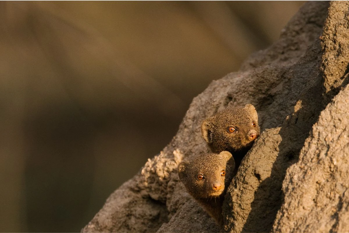 Mongooses in Africa photographed by Kate Paneros.