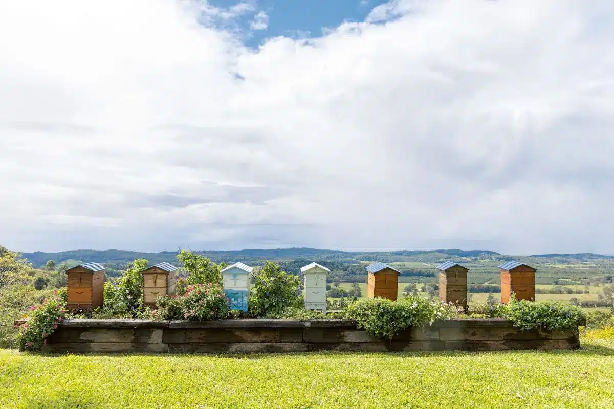A row of beehives on a hilltop.
