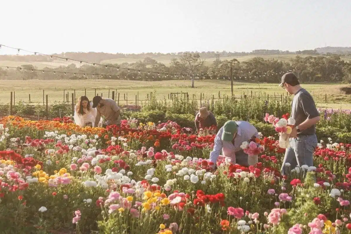 Visitors pick their own flowers among vibrant rows of ranunculus at Charleston Farm in the Adelaide Hills, with rolling green hills stretching into the background