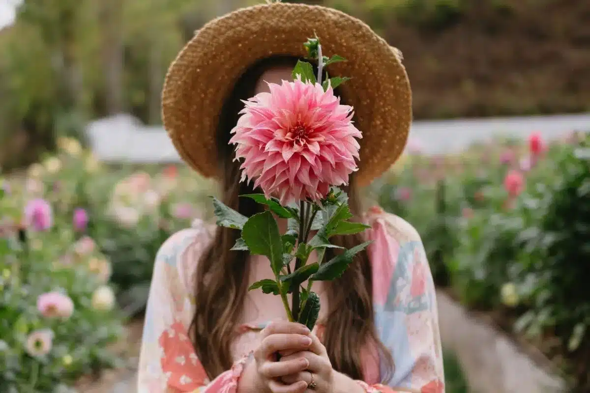A woman in a straw hat holds a large pink dahlia bloom in front of her face, surrounded by rows of dahlias at Hahndorf Flower Farm in the Adelaide Hills