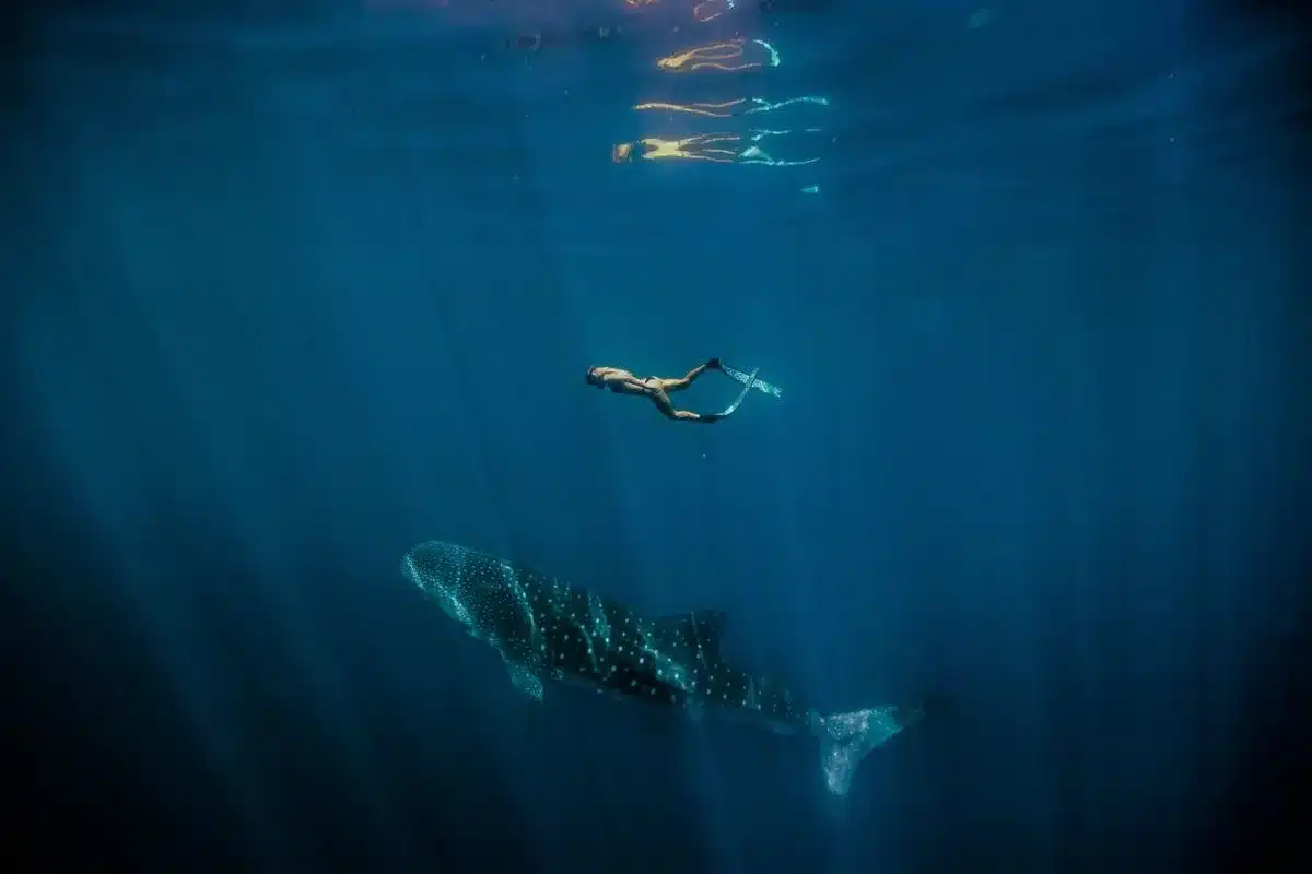 A snorkeller dives alongside a whale shark in the deep blue waters of Ningaloo Reef, Western Australia, with rays of sunlight filtering down from the surface