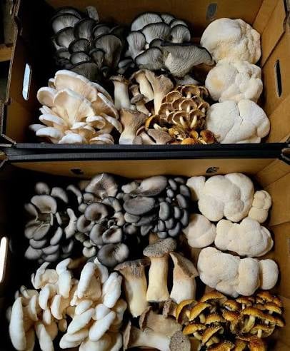 Barossa Gourmet Mushrooms