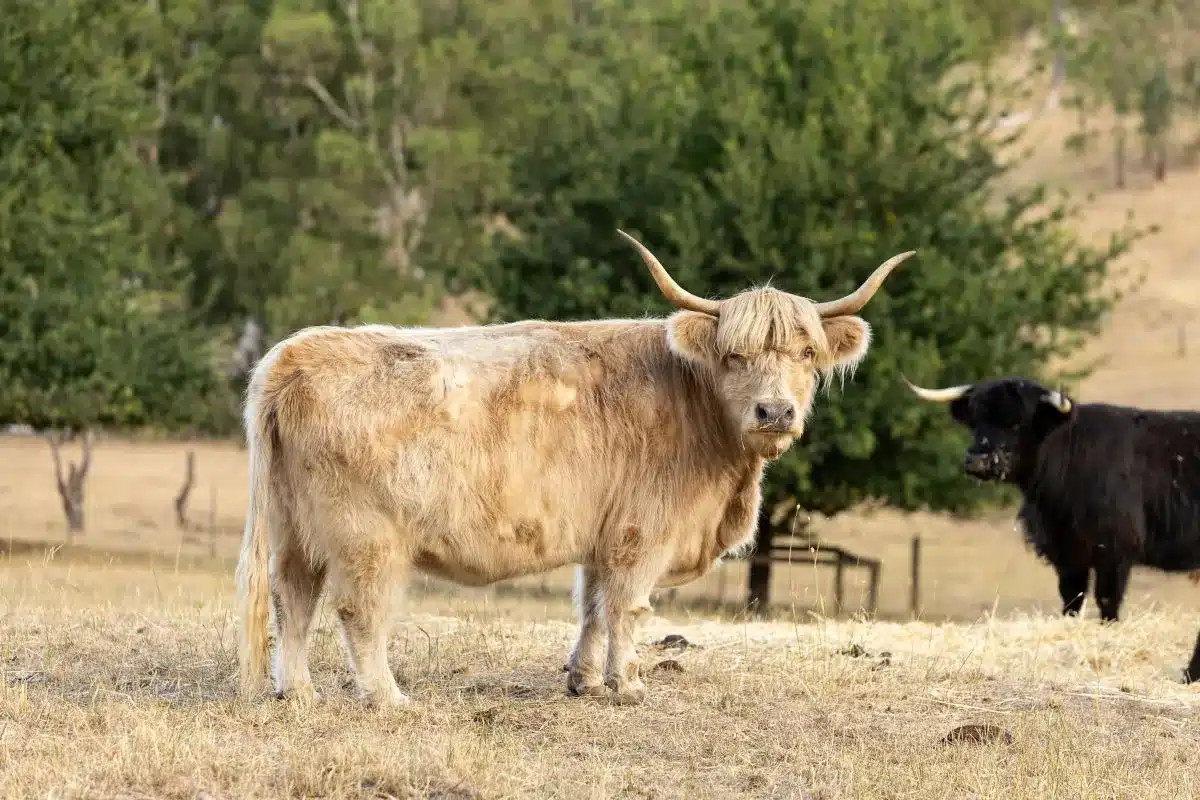 A Highland cow with long horns and a shaggy fringe standing in a paddock at The Farm Clarendon.