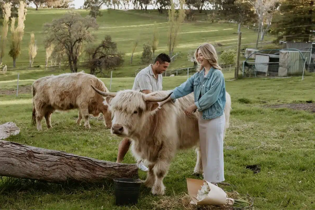 A man and woman patting a shaggy Highland cow beside a fallen log in a green paddock at The Farm Clarendon.