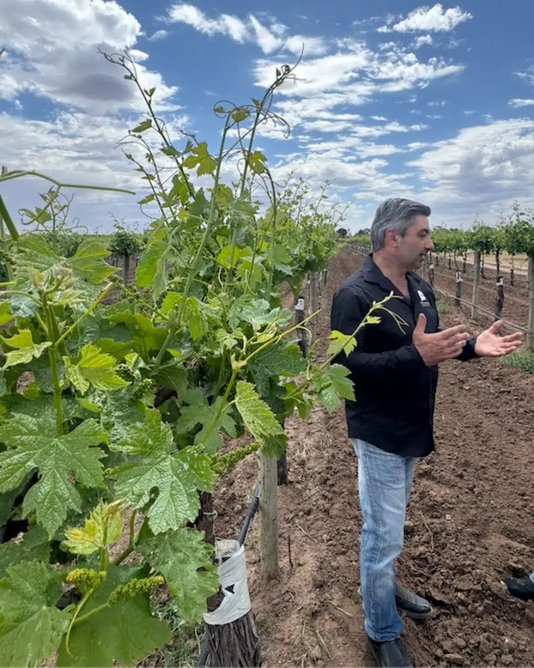 A man A man gestures while standing among grapevines at a Riverland vineyard.