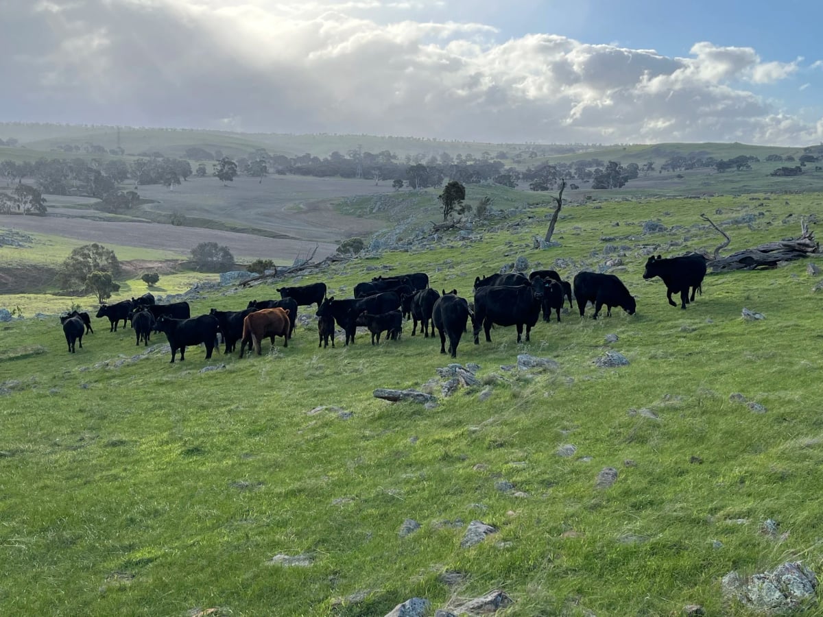 Peppermint Ridge Farm Co