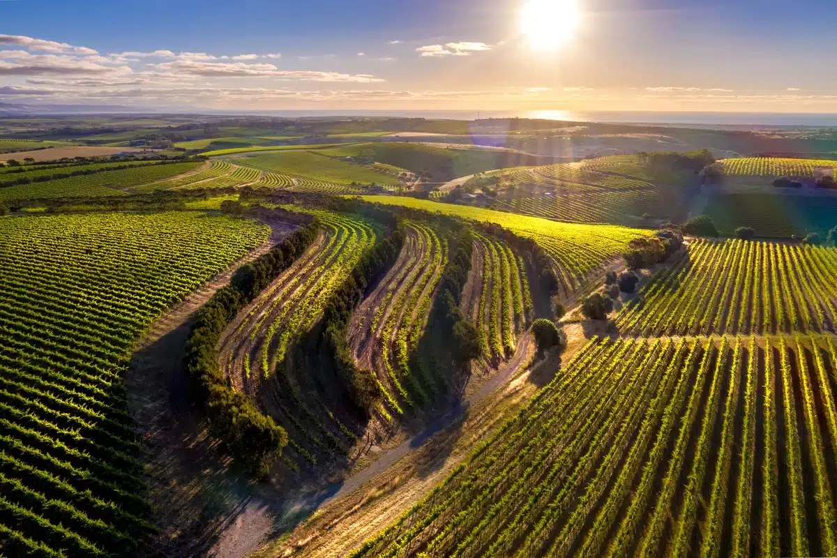 Aerial view of McLaren Vale vineyards at golden hour, rows of vines stretching across rolling hills.