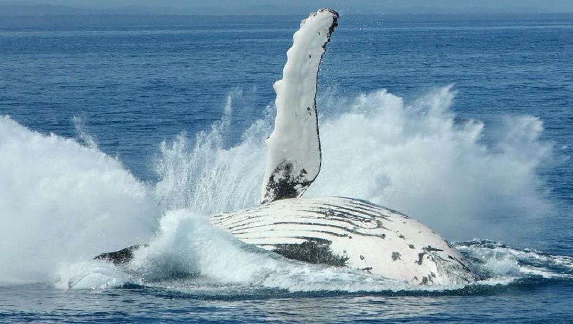 Sleaford Bay Whales